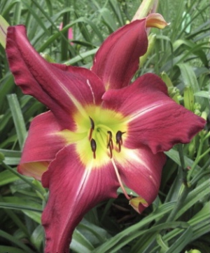 Moonglow at Nightfall